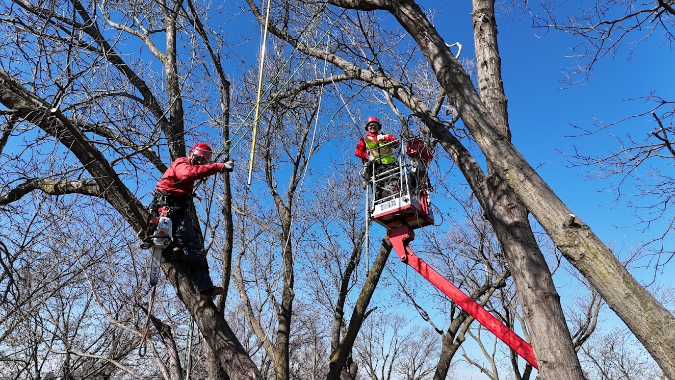 Tree Trimming — Omaha, NE