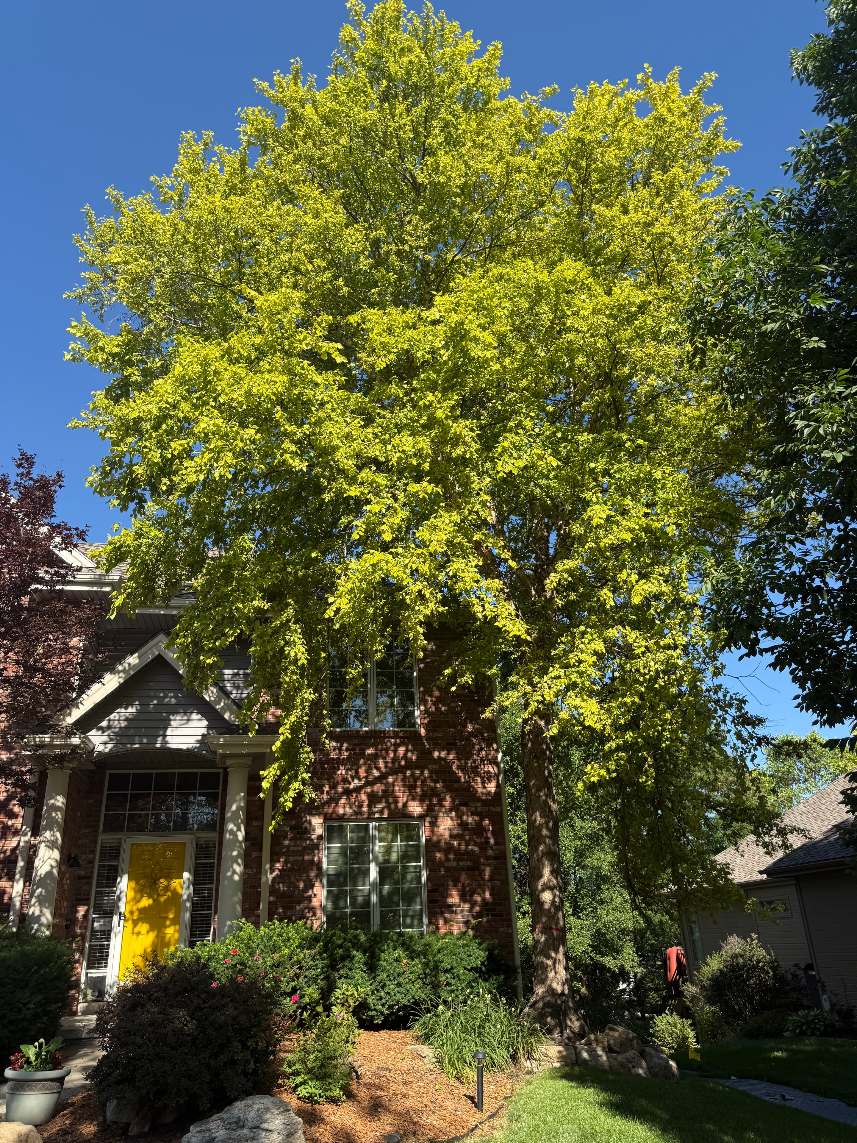 Large tree dominating front yard of brick home before removal — Omaha, NE