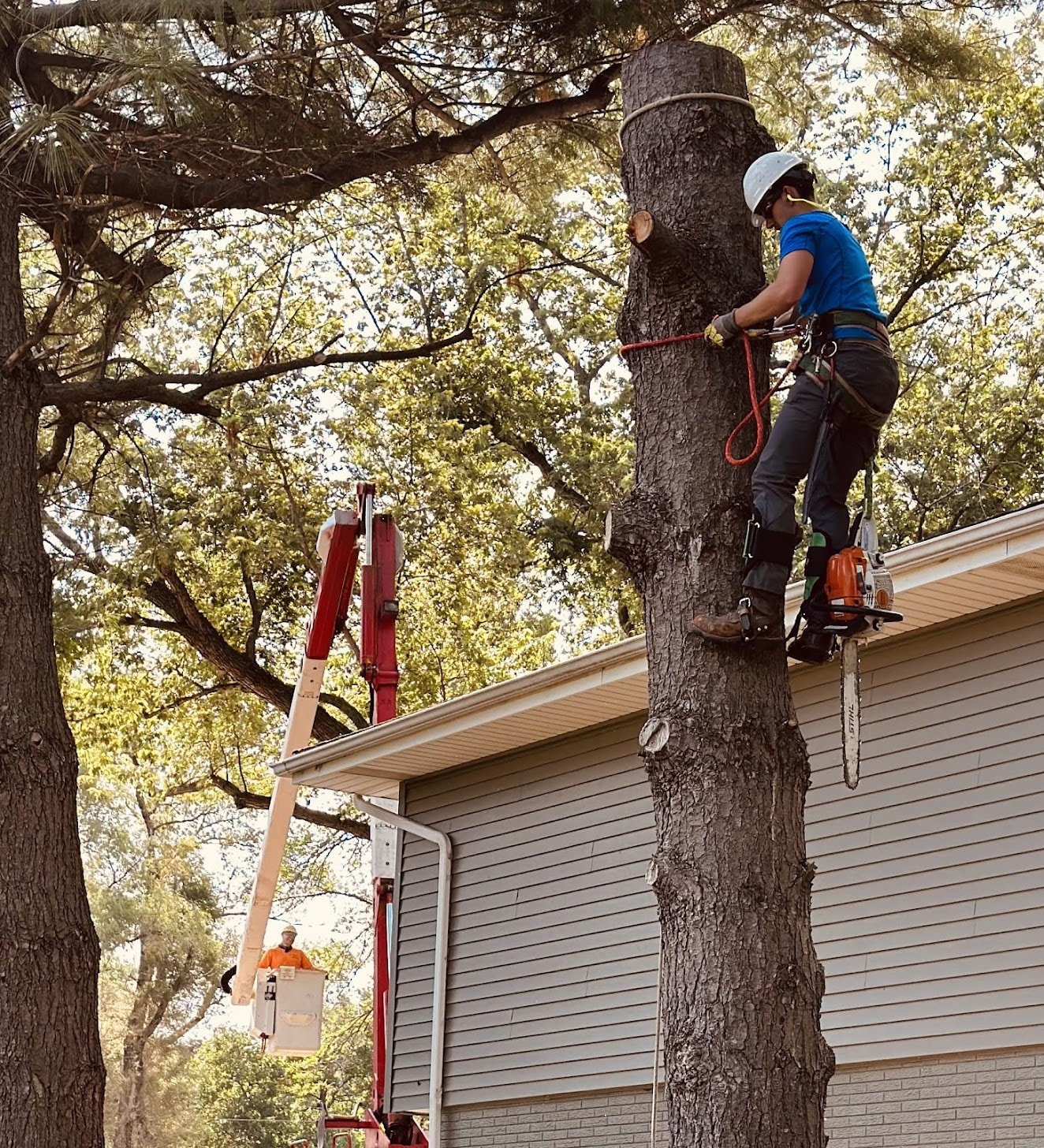 Tree Removal service in Omaha, NE